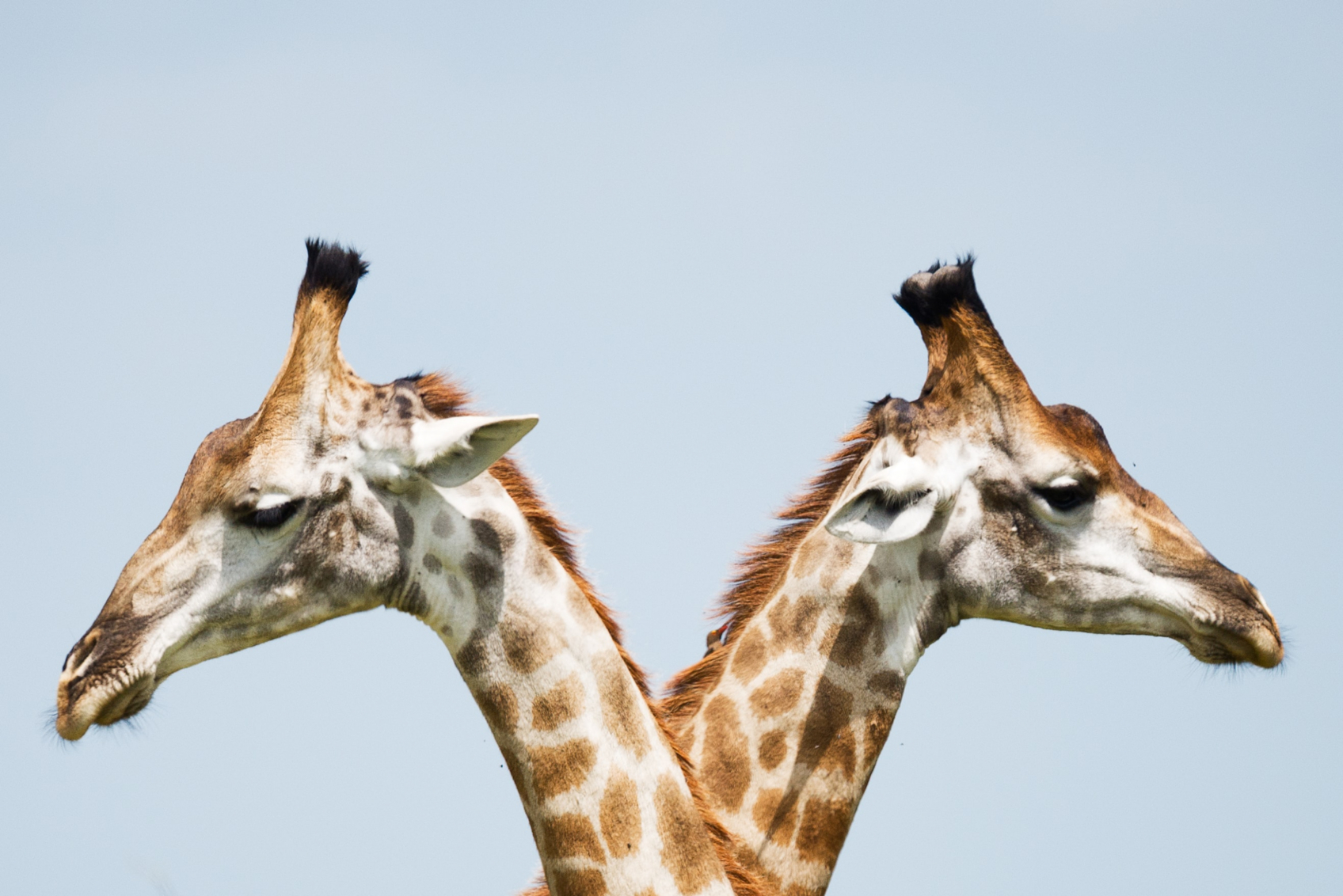 Two giraffes looking in opposite directions