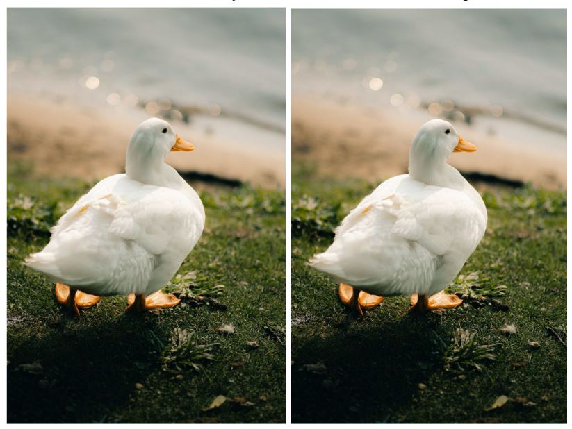 Two ducks